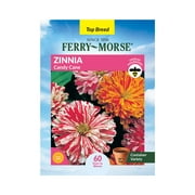 Ferry-Morse 540MG Zinnia Candy Cane Annual Flower Seeds Full Sun