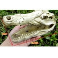 thumbnail image 3 of Aquarium Decorations Environments Skull Cave Resin Artificial Skeleton Head, 3 of 7