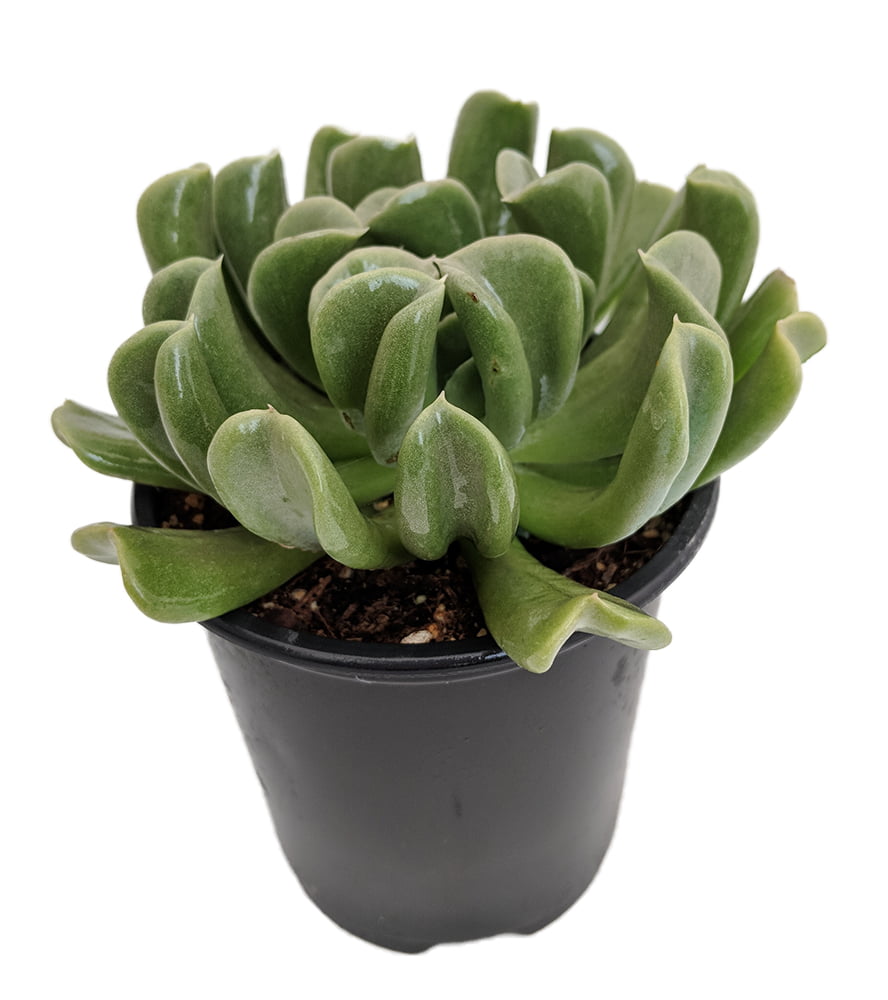 ‘Jade Necklace’ Fully Rooted in 2” Pot Details about   Live Rare Succulent Plant Crassula cv