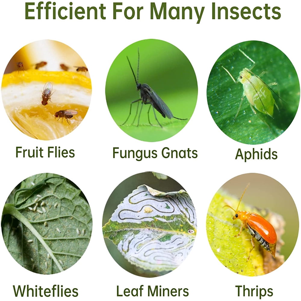 Holzlrgus 48 Pack Yellow Sticky Bug Traps for Fruit Flies and Gnats, Indoor/Outdoor Insect Catcher for Mosquitoes, Whiteflies, Fungus Gnats, Flying Insects - Disposable Glue Trappers