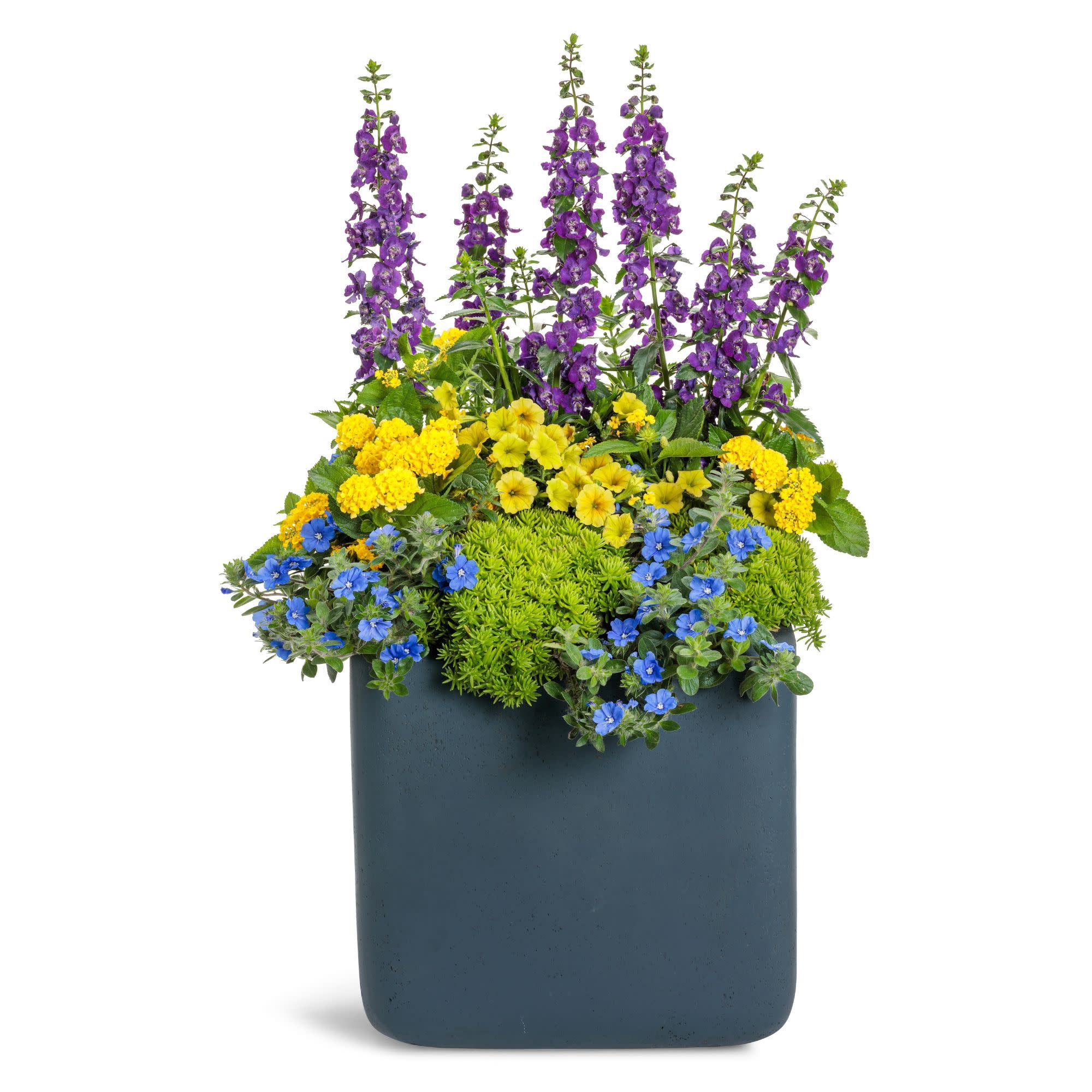 Proven Winners 4" Yellow Luscious Royale Lemon Tart Lantana Live Plant in 4.25" Pot (4 Count)