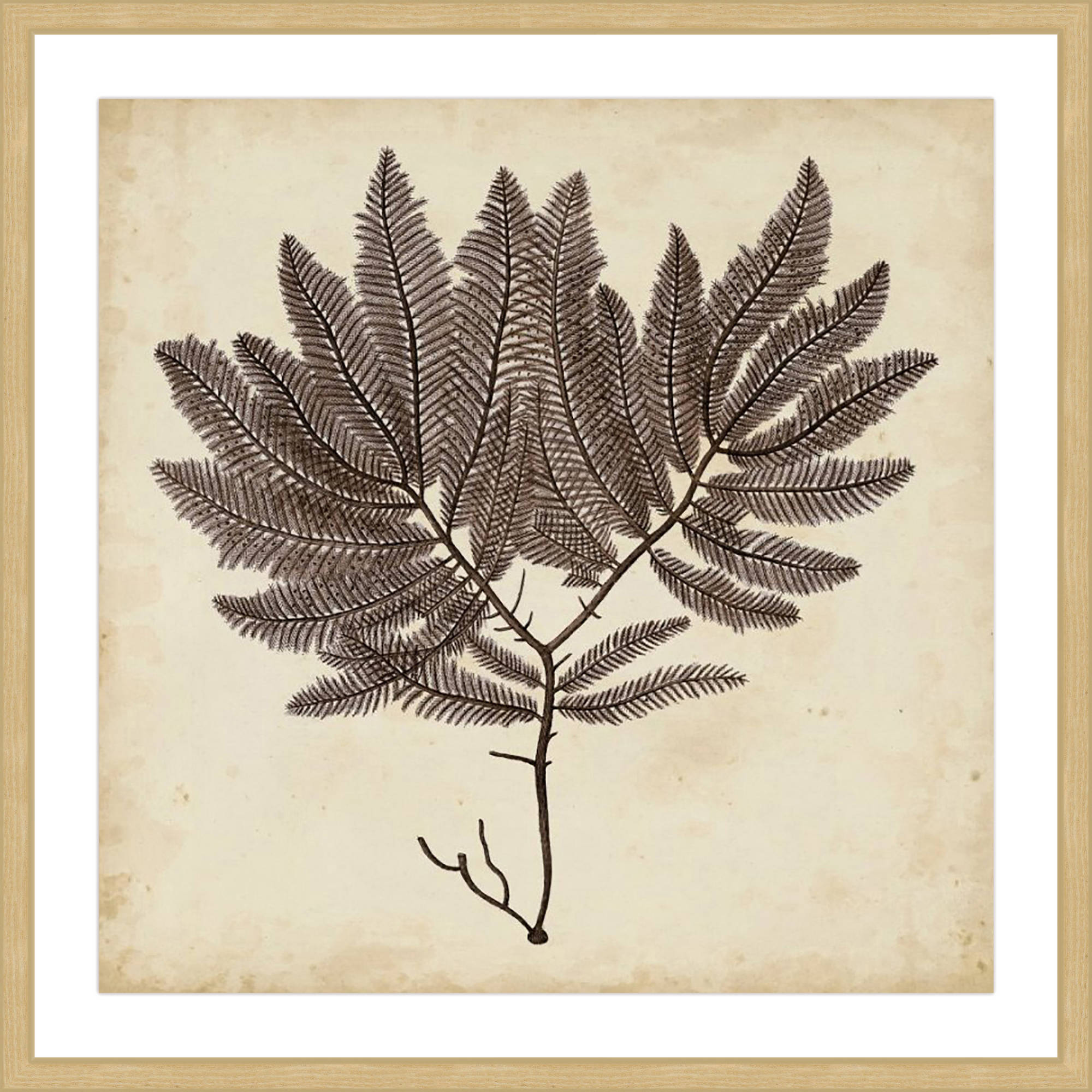 Marmont Hill "Vintage Seaweed II" Framed Painting Print