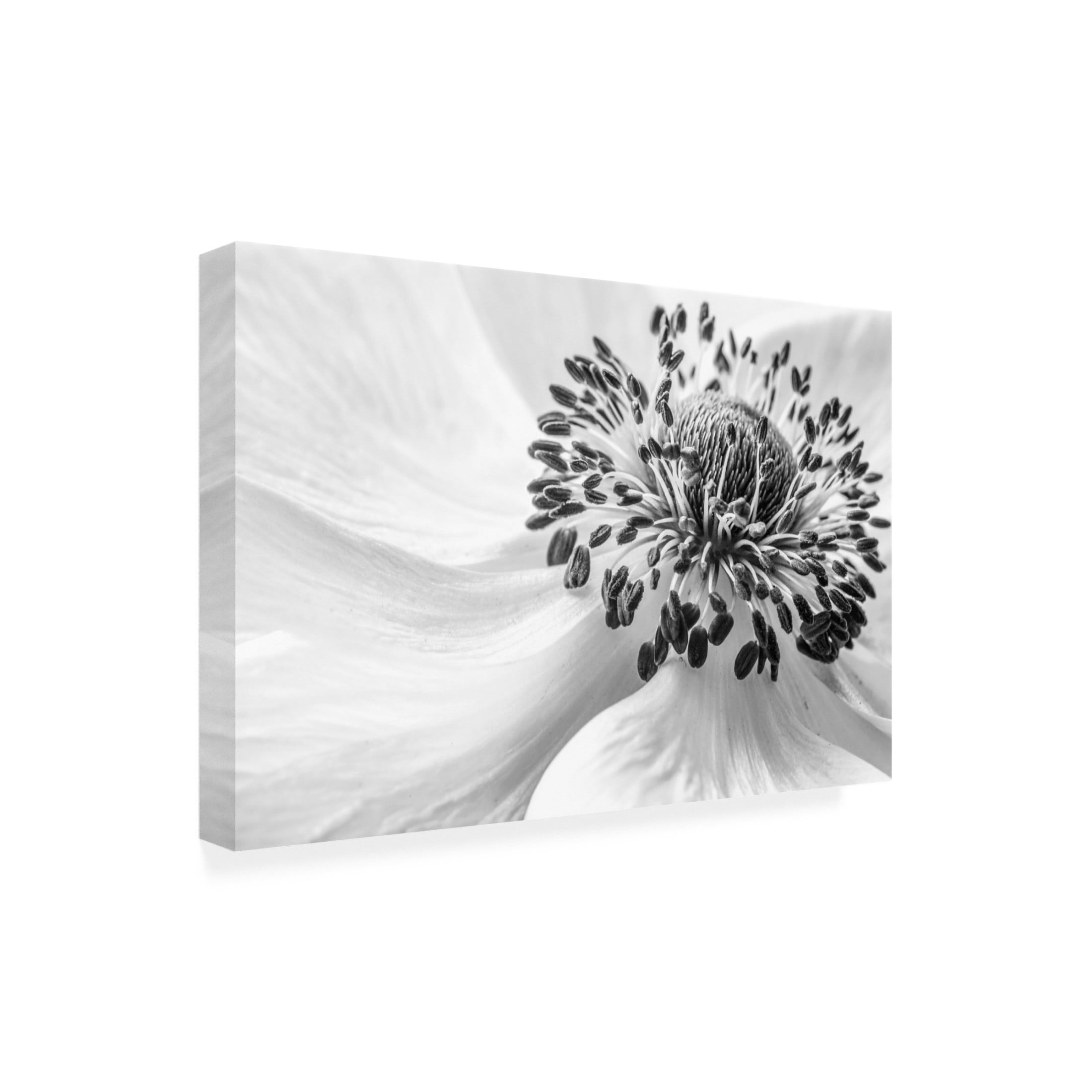 Canvas Wall Art - Mandy Disher 'Anemone' Wall Art for Living Room, Bedroom, or Office D?cor by Trademark Fine Art - 24 x 16 Inches