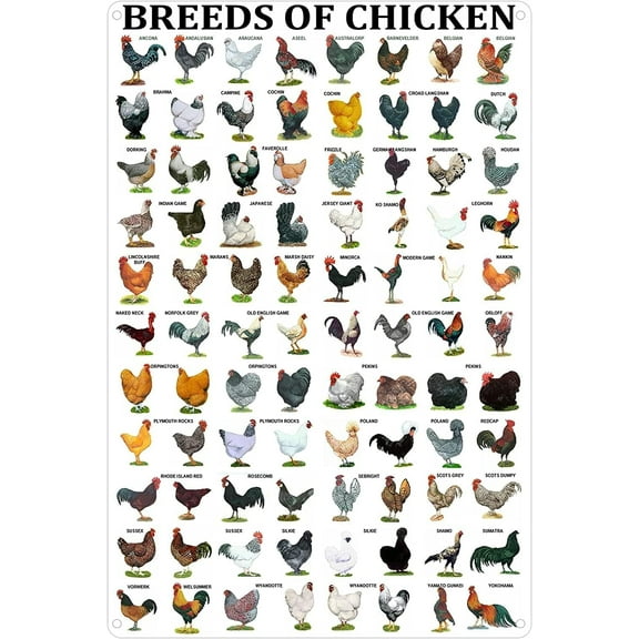 8 x 12 in Metal Tin Sign - Breeds of Chickens Poster Metal Tin Sign Poster Wall Plaque Funny Home Decor Garden Yard Floral 8x12 Inch