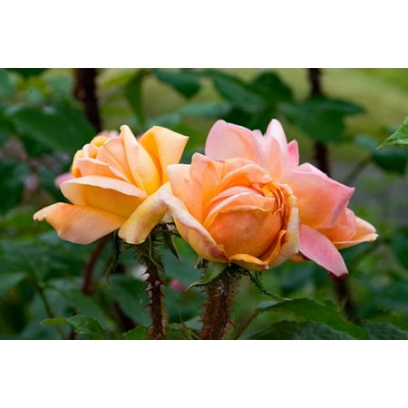 Moss Rose Coupe LAMINATED POSTER Scented Rose Old Rose Scholle's Yellow Moss Rose Poster Print 24 x 36 ()
