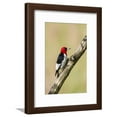 thumbnail image 1 of RedHeaded Woodpecker Melanerpes Erythrocephalus Male Perched, Framed Art Print Wall Art by Larry Ditto Sold by Art.Com, 1 of 5