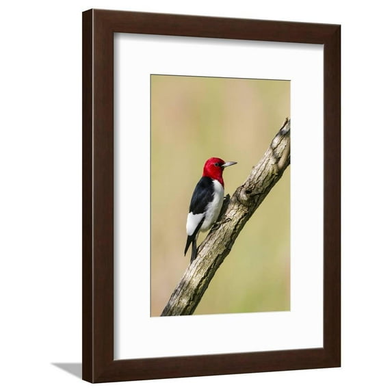 RedHeaded Woodpecker Melanerpes Erythrocephalus Male Perched, Framed Art Print Wall Art by Larry Ditto Sold by Art.Com
