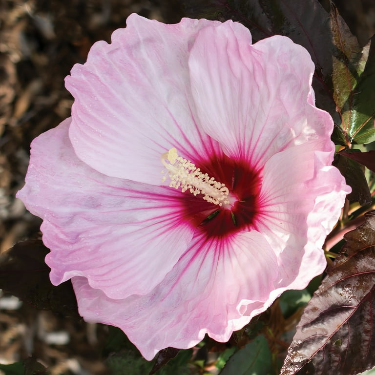 National Plant Network 3 gal. Hibiscus Head Over Heels Blush Live