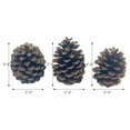 thumbnail image 5 of Rooms in Bloom 100% Natural Brown Cinnamon Scented Pine Cones, 5 of 5