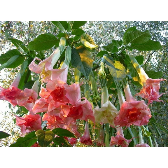 10 Perfektion Angel Trumpet Seeds
