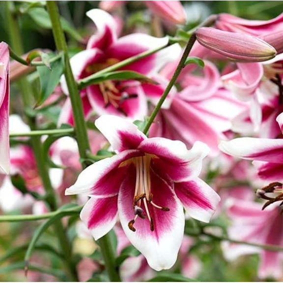 5 Frisco Lily Oriental Trumpet Bulbs