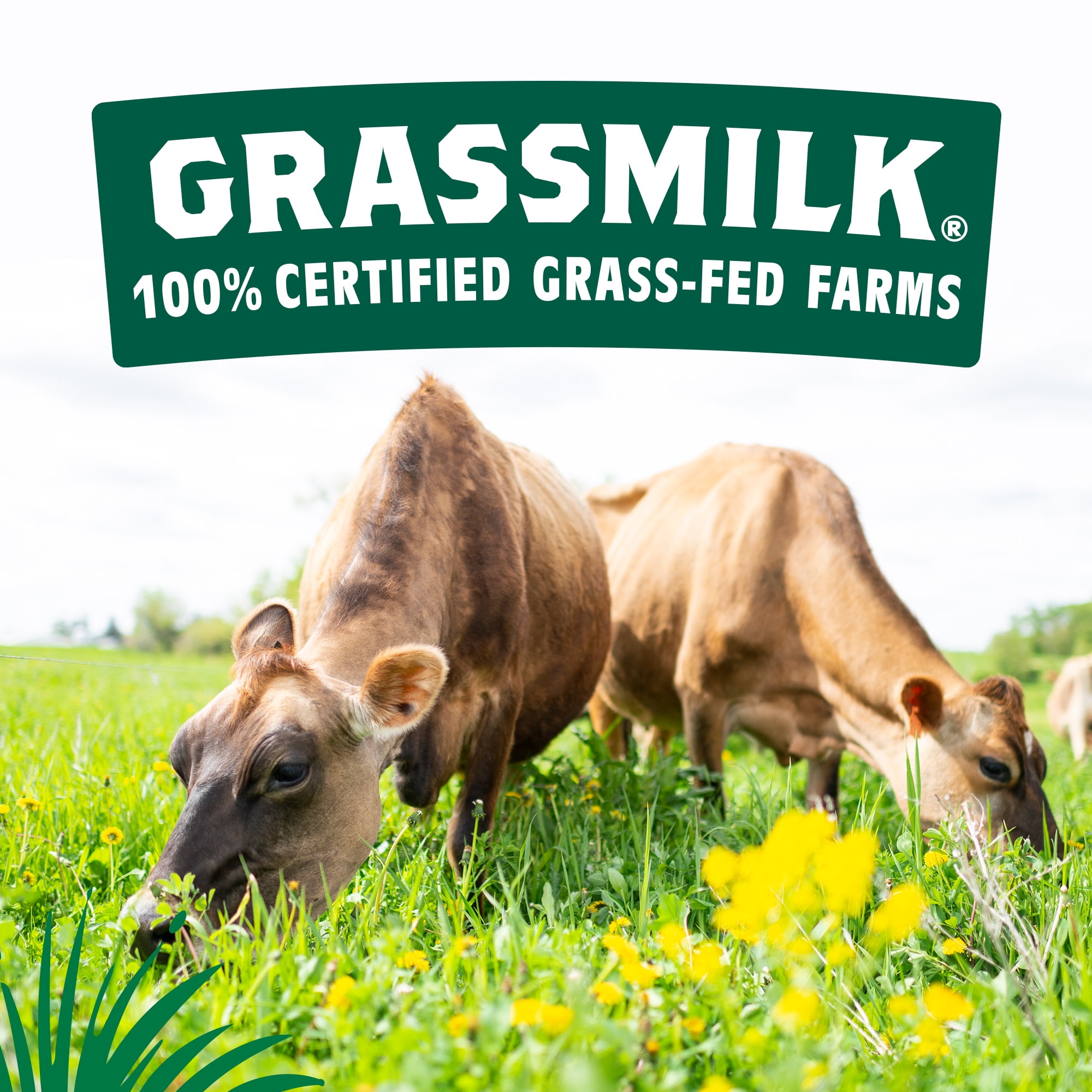 Organic Valley Grassmilk Organic Grassfed Whole Milk, 59 fl oz