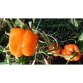 thumbnail image 2 of 50 ORANGE Sun BELL PEPPER Sweet Capsicum Vegetable Seeds, 2 of 5