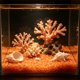 thumbnail image 5 of Pequeñas piedras romboidales que brillan en la oscuridad para sustrato de jardín y acuario: piedras fluorescentes luminosas para decoración nocturna, paisajismo acuático y detalles de caminos., 5 of 6