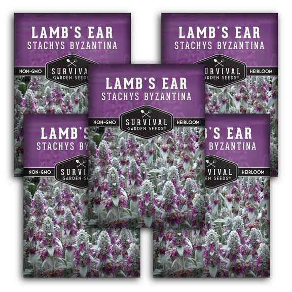 5 Packs Lamb's Ear Seeds - Wooly Betony - Heirloom Perennial Full Sun Herb