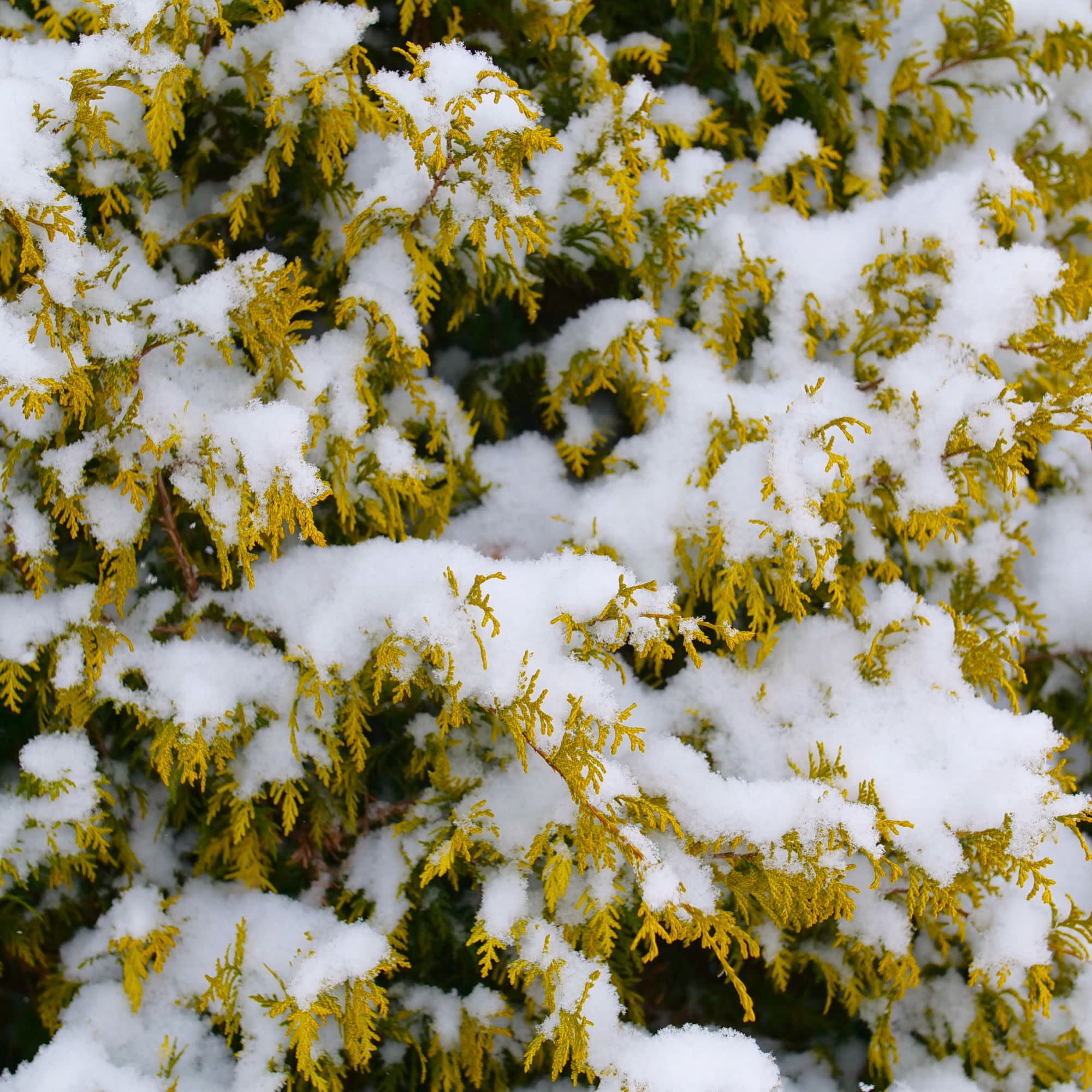 Proven Winners ColorChoice 5" Yellow Soft Serve Gold False Cypress Live Plant in 4.5" Pot (4 Count)