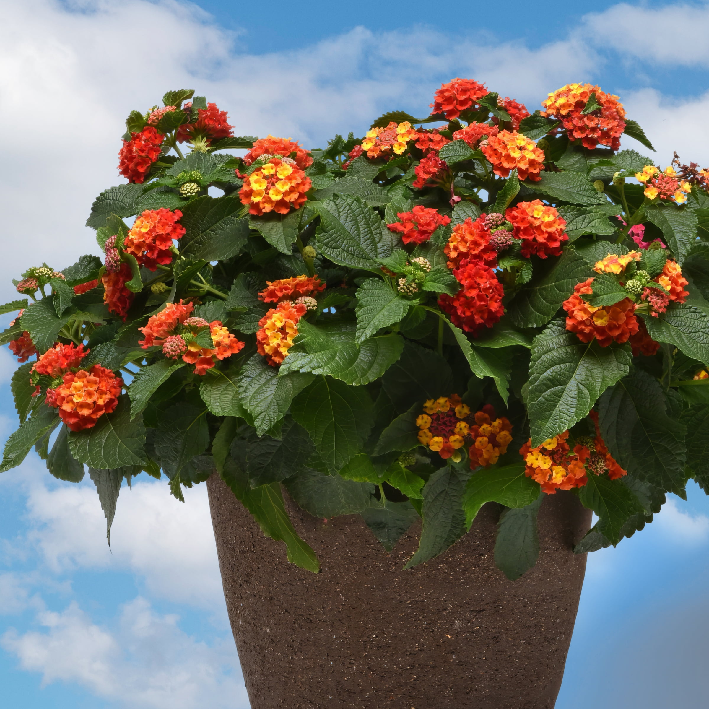 2.5 in. Lantana Bloomify Red Plant (3-Pack)