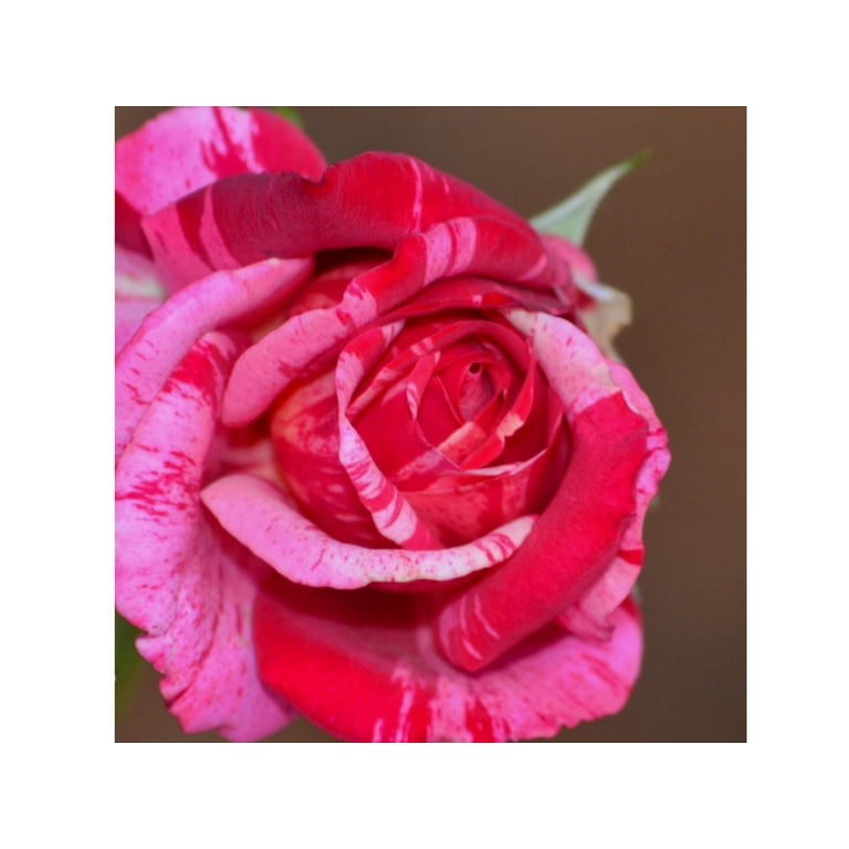 30+ Seeds| Pink Dragon Rose Bush Flower Rose - Authentic Seeds -  Perennial~GMO Free~~Flower seeds ~ Asian Garden~ Herbs B5G1#1066 -  Walmart.com
