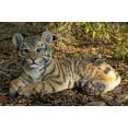 thumbnail image 5 of Hi-Line Gifts 21.25" Tiger Cub Laying Down Garden Outdoor Statue, 5 of 8