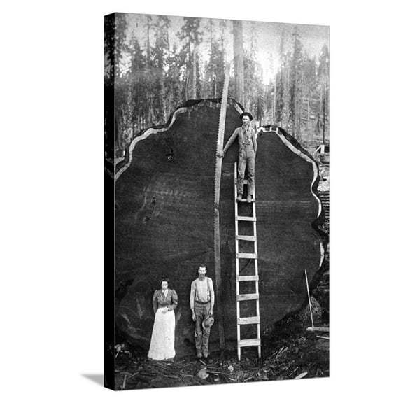 Art.com Giant Sequoia Log Stretched Canvas Print Wall Art, 16" x 24"