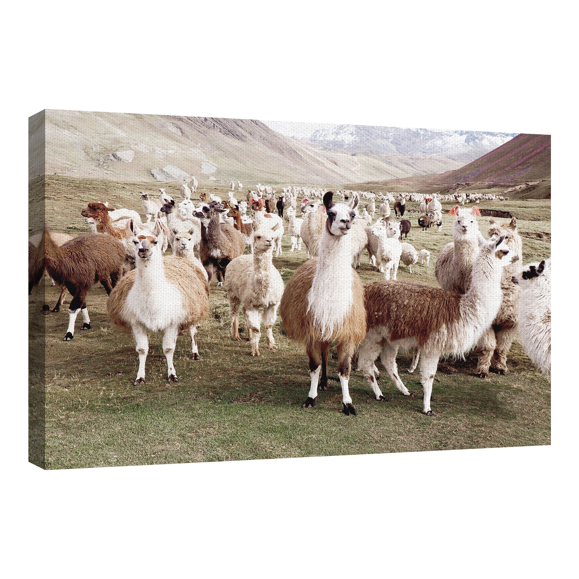 Masterpiece Art Gallery Whole Lotta Llamas by Belle Maison Canvas Art Print 24" x 36"