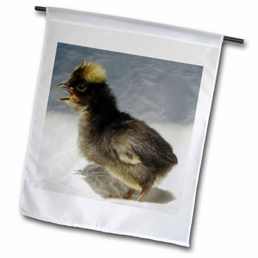 3dRose Polish Chick - Garden Flag, 12 by 18-inch
