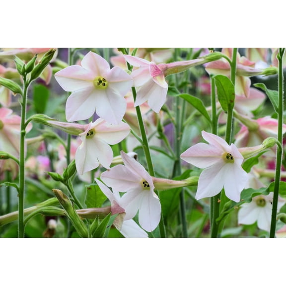 200 JASMINE AZTEC NICOTIANA (Ornamental Flowering Tobacco) Nicotiana Alata Flower Seeds