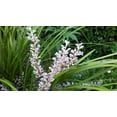 thumbnail image 6 of Evergreen Giant Liriope Muscari - 30 Live Plants - Drought Tolerant Low Maintenance Evergreen Groundcover Grass, 6 of 8