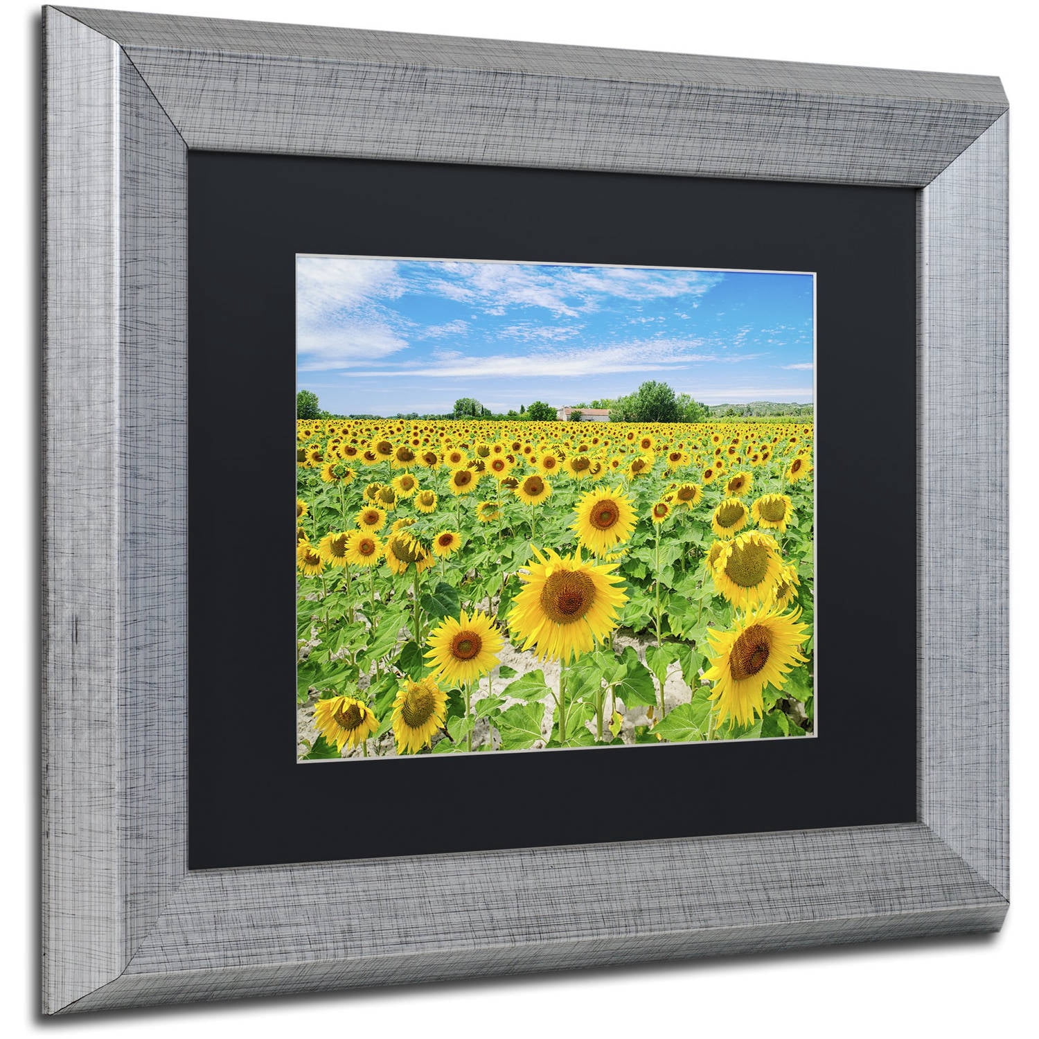 Trademark Fine Art "Field of Yellow" Canvas Art by Michael Blanchette Photography Black Matte, Silver Frame