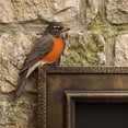 thumbnail image 4 of Diceymbol 9 Inch Wooden Robin Door Topper, Handcrafted Realistic Bird Corner Decor for Door Frames Shelves and Picture Frame Corners, Gift for Bird Lovers, 4 of 6
