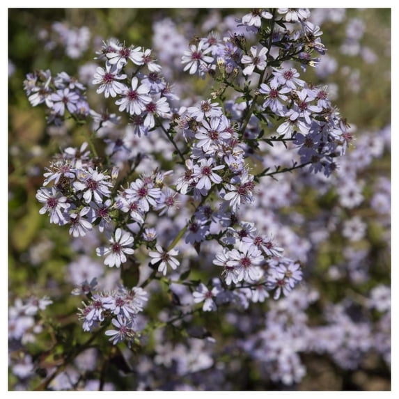 Everwilde Farms - 1 lb Arrow Leaved Aster Native Wildflower Seeds - Gold Vault Bulk Seed Packet