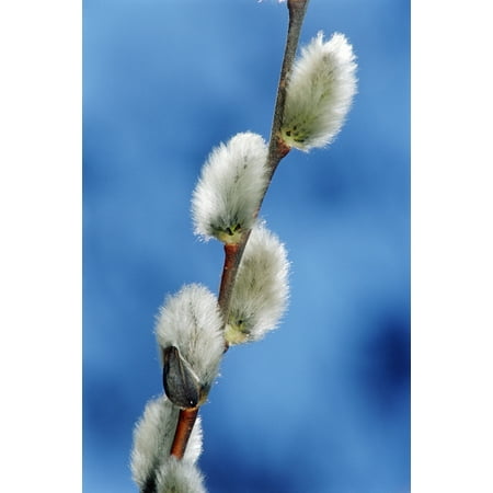 Pussy Willow Catkins Canvas Art - Mike Grandmaison  Design Pics (24 x (Best Hd Pussy Pics)