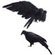 thumbnail image 1 of Paquete de 2 cuervos de plumas negras de gran tamaño hechos a mano para decoraciones de Halloween, 1 of 5
