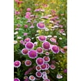 thumbnail image 2 of 50 HI No MARU ASTER Double Red & White Callistephus Pompon Flower Seeds, 2 of 10