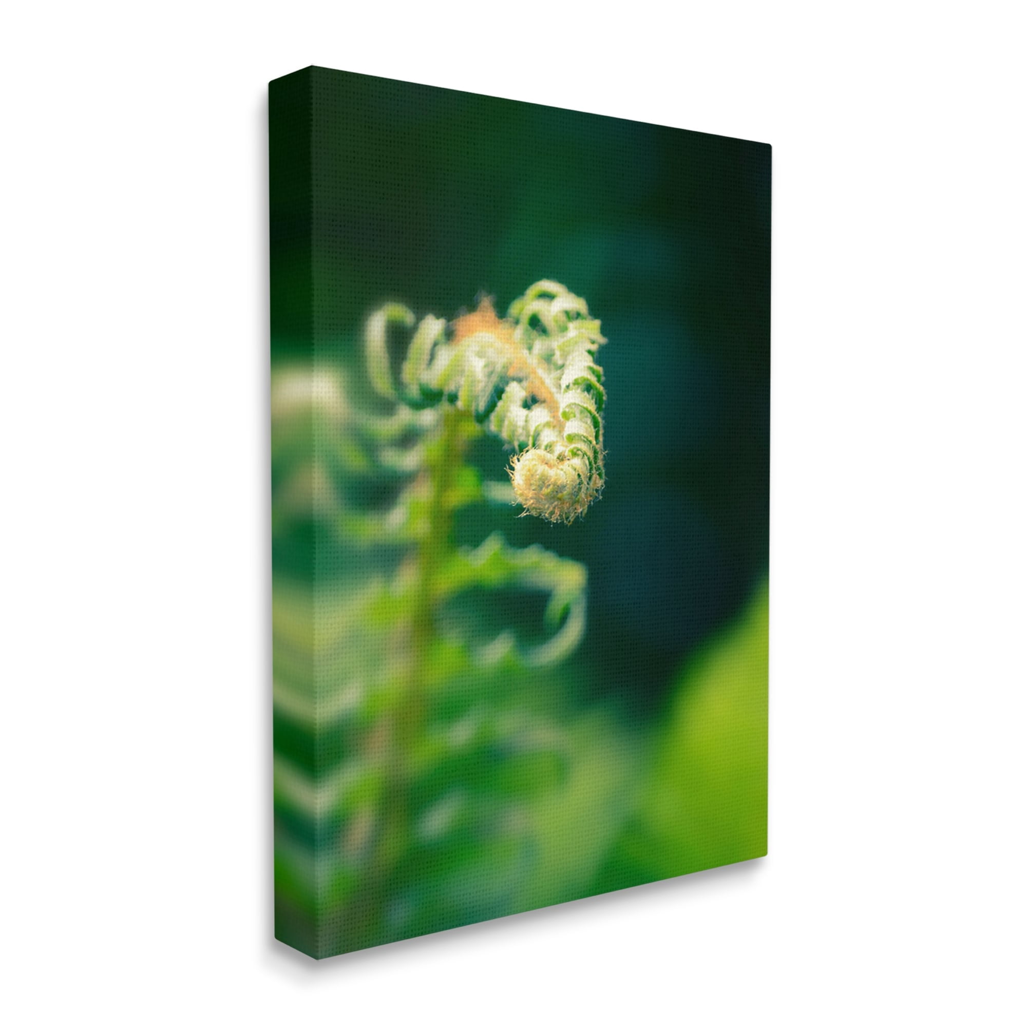 Stupell Fern Leaves Nature Photography Botanical & Floral Photography Gallery Wrapped Canvas Print Wall Art