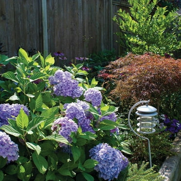 Van Zyverden Hydrangea Nikko Blue 4" Potted Rocketliners 1 Plant Blue Partial Sun Flowering 2 lbs