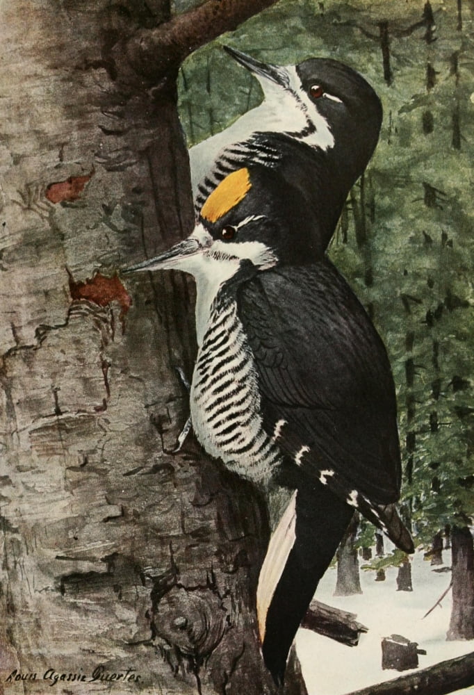 Birds Of America 19