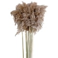 thumbnail image 1 of 10 piezas de hierba de pampa seca Phragmites plantas naturales ramo de flores fiesta en casa y Los 50-60cm, 1 of 8