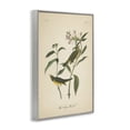 thumbnail image 4 of Stupell Industries Vintage Warbler Diagram Animals & Insects Painting Gray Framed Art Print Wall Art, 20 x 30, 4 of 10