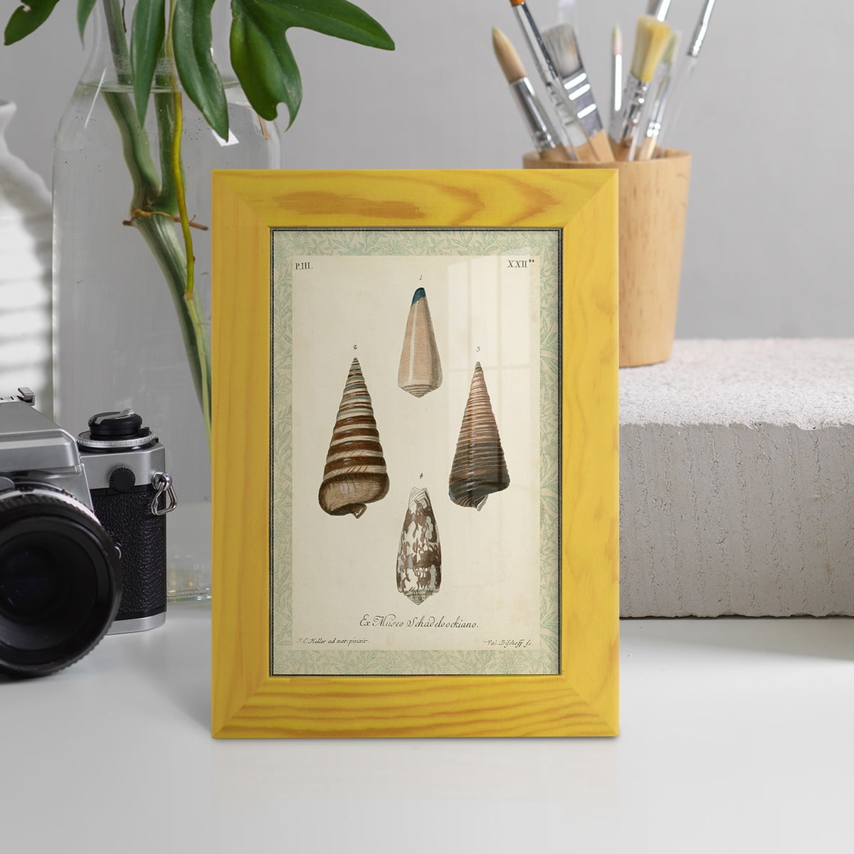 Bookplate Shells VI - Framed Print w/glass - Sunflower Yellow