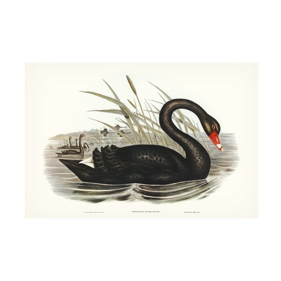 Trademark Fine Art Elizabeth Gould Majestic Waterbird III Canvas Wall Art