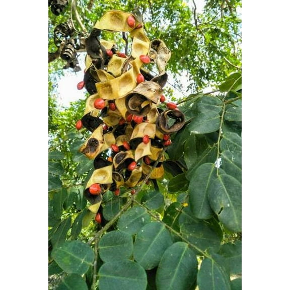 15 Small Coral Pea Seeds for Planting - Adenanthera microsperma