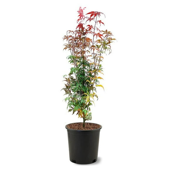 Expert Gardener 1.5-2 ft tall Red Japanese Maple Live Tree in 3-Gallon Grower Pot