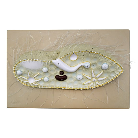 Paramecium Model, Three Dimensional, Sectional View  with Hand Painted Details - Mounted on Base, 15" x 9.5" - Eisco Labs