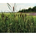 thumbnail image 2 of Bansemer, Roger 30x26 Black Ornate Wood Framed with Double Matting Museum Art Print Titled - Cattails, 2 of 4