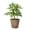 Coffee, variant on Live Schefflera Arboricola Plant - Umbrella Tree - 4" Decorative Pot Cover - Thorsen's Greenhouse