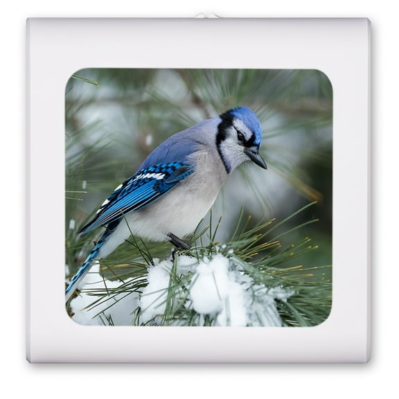 Plug in Dimmable LED Night Light with Dusk to Dawn Auto Sensor, Adjustable Brightness, Warm Light, Auto On/Off Nightlight for Bathroom, Hallway, Nursery, Bedrooms - Blue Bird