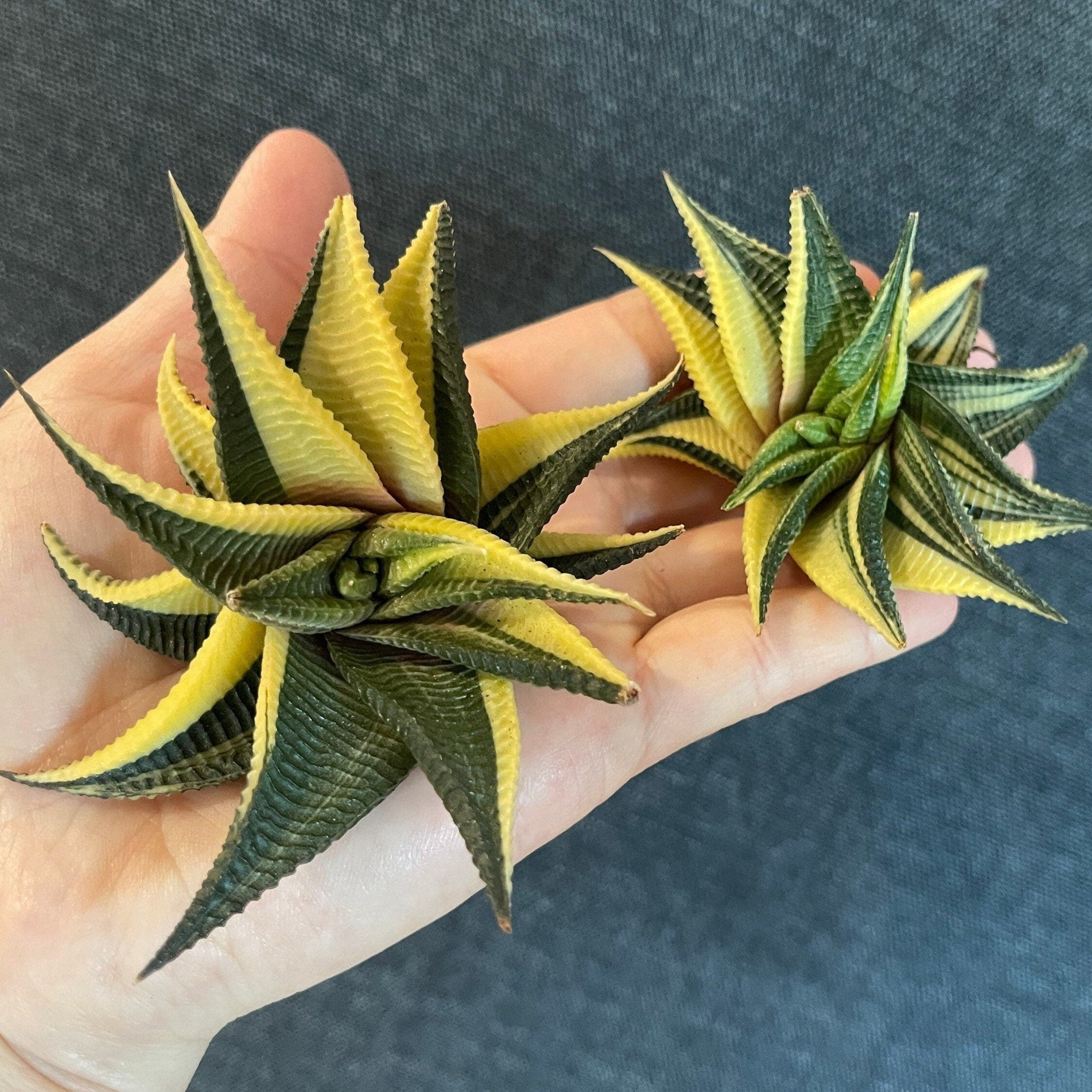 Rare Succulents - Haworthia variegated Limifolia (3.5")