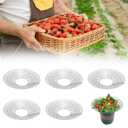 

Strawberry Support 2024 New for Small Birds Elephant Garlic Bulbs Instant Lemongrass 40 Lb Food Wreath Squirrel And Critter Food Nut N Berry Wild for outside Feeders Asian Trees Live