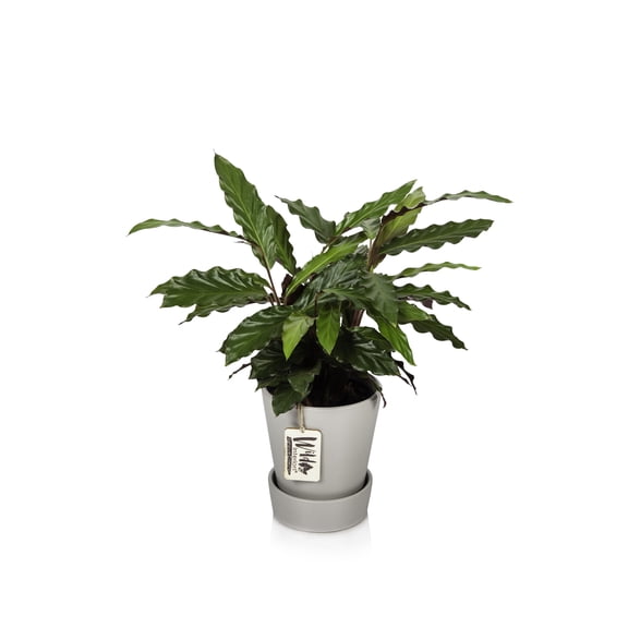 Wild Interiors Calathea Wavestar, 12-18” Tall, 5” Ceramic Pot